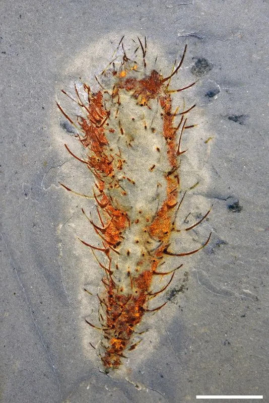 Extraordinary Huayuan Fossils Reveal a Thriving Deep‑Water Marine Ecosystem 512 Million Years Ago