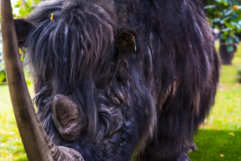 14,000-Year-Old Wolf Pup Reveals Woolly Rhino Genome — New Clues to an Ice Age Extinction