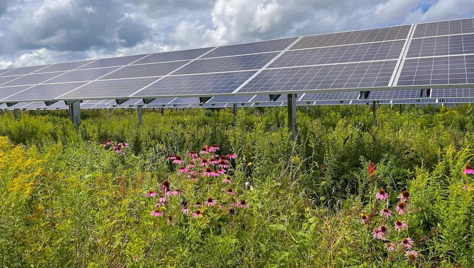 How Solar Farms Can Help — Not Harm — Rare Desert Plants