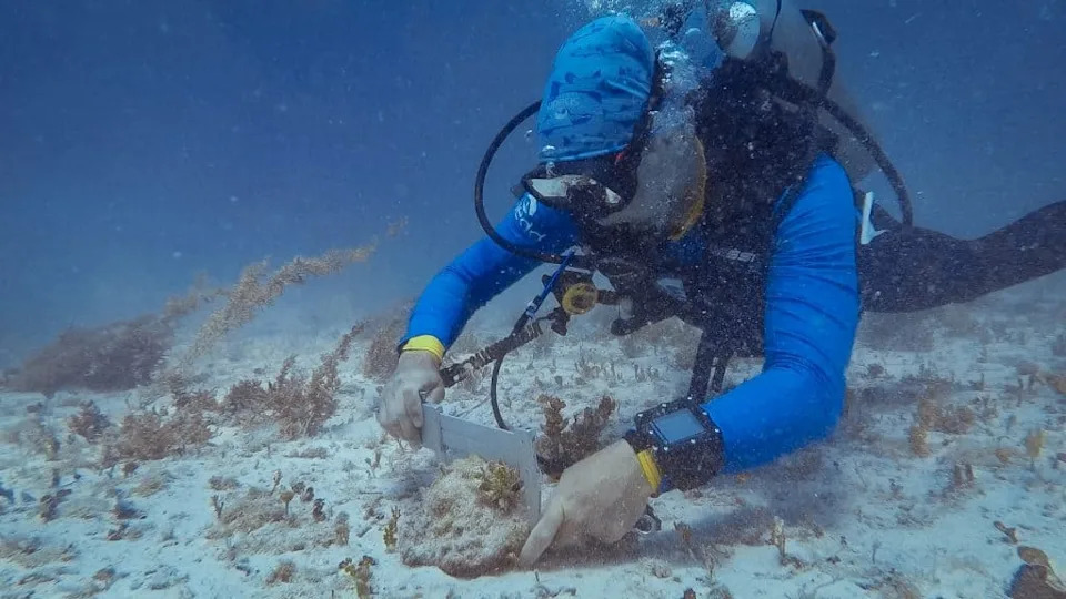 Give Them Space: New Study Finds Queen Conch Need 360‑Yard Buffer to Protect Breeding