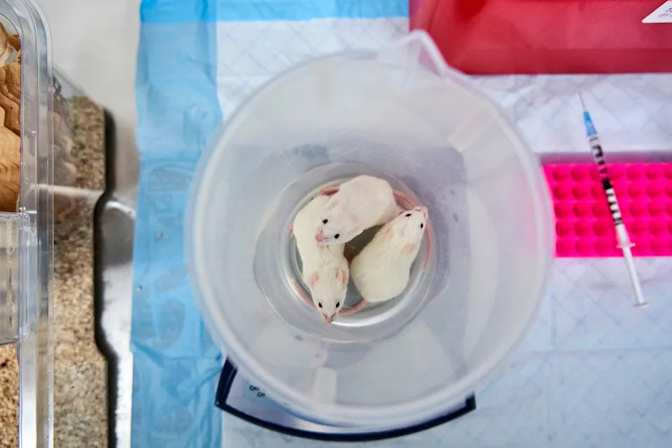 NIH Ends Federal Funding For Some Human Fetal Tissue Research — What Researchers Say It Could Cost Science