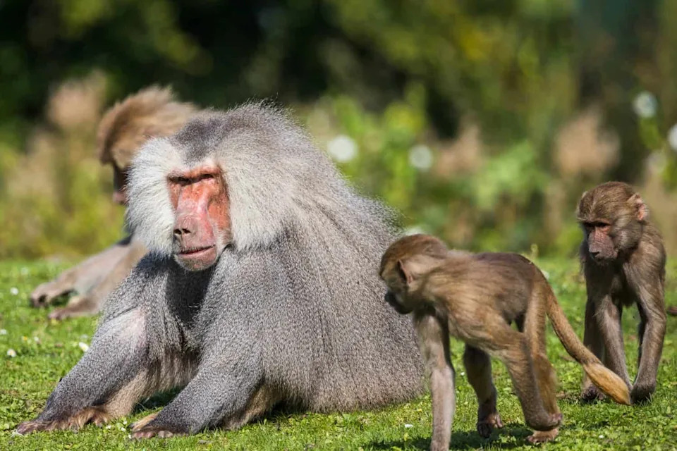 The High Cost of Parenthood: Study Finds Reproduction Cuts Mammal Lifespan by ~10%