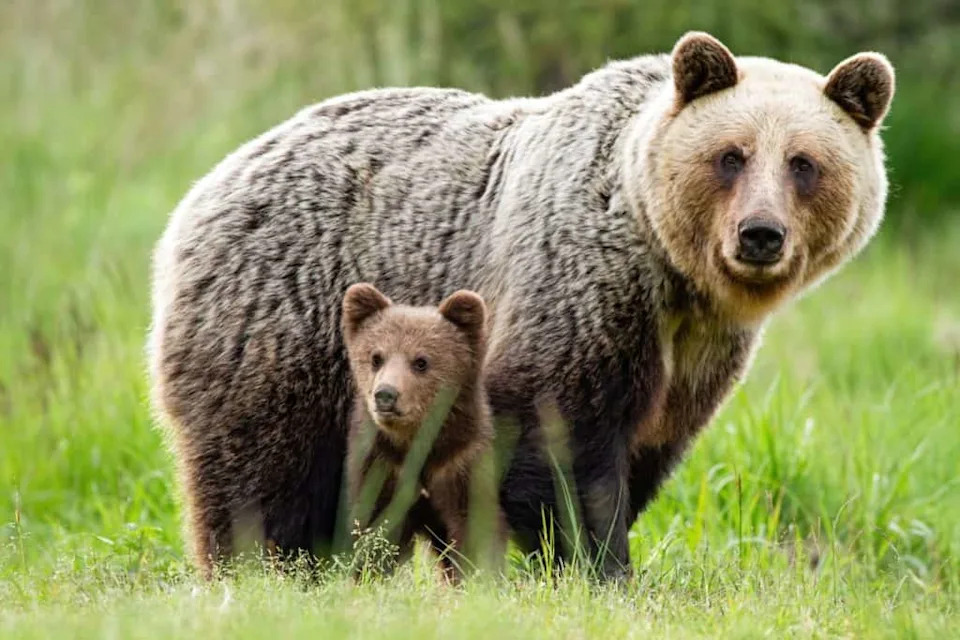 The High Cost of Parenthood: Study Finds Reproduction Cuts Mammal Lifespan by ~10%