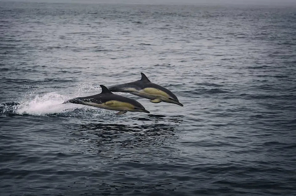 Silent Hunters: Orcas Eavesdrop on Dolphins' Echolocation to Find Salmon