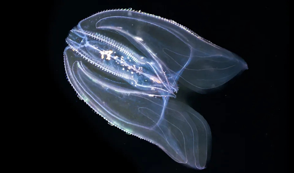 Venice Overrun by Cannibalistic Warty Comb Jelly, Threatening Fisheries