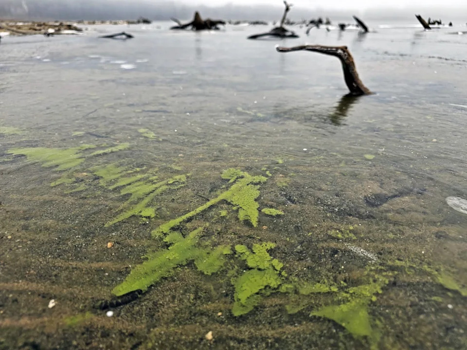 Emerald Ice: Toxic Cyanobacteria Bloom Persists Under Lake Lipno’s Winter Surface