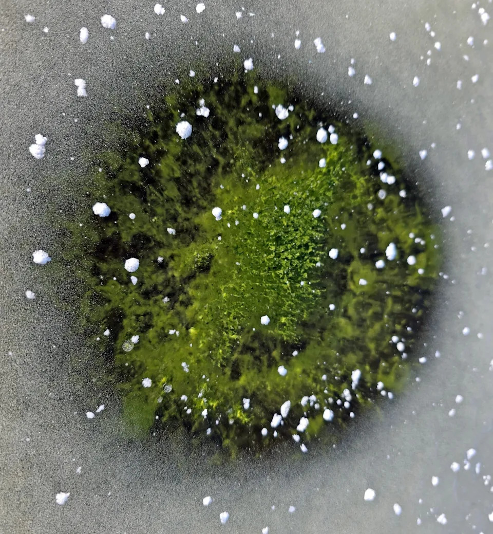 Emerald Ice: Toxic Cyanobacteria Bloom Persists Under Lake Lipno’s Winter Surface