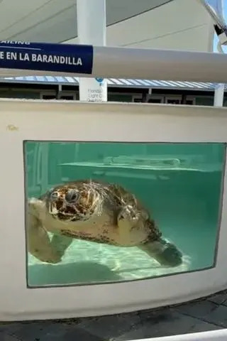 Three-Finned Loggerhead 'Pyari' Returns to the Sea After Predator Attack, Joins Pioneering Satellite Study