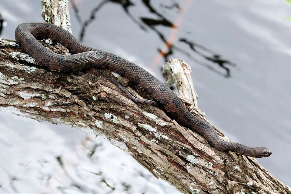 Florida Cold Snap Threatens Native Reptiles — Invasive Burmese Pythons Appear To Be Adapting