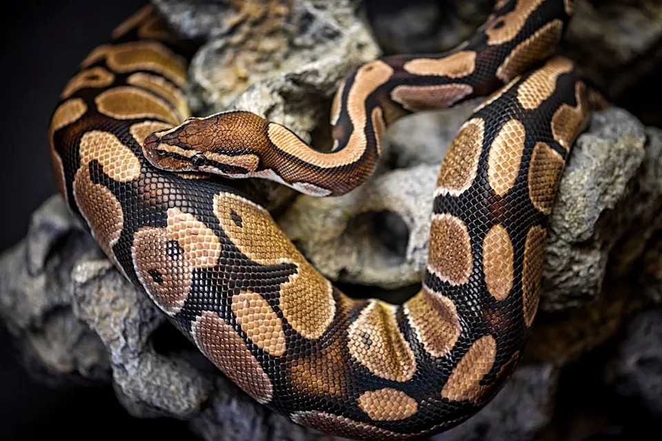 Florida Cold Snap Threatens Native Reptiles — Invasive Burmese Pythons Appear To Be Adapting