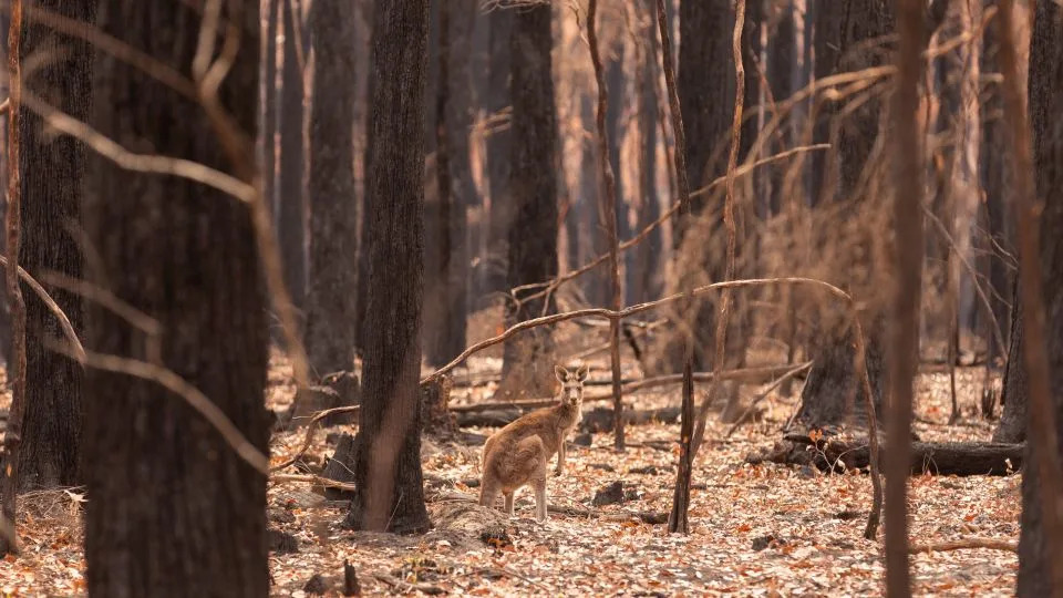Australia’s Hottest Towns Near 50°C as Heat Wave, Wildfires and Power Cuts Ravage Victoria