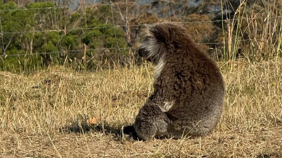 Australia’s Hottest Towns Near 50°C as Heat Wave, Wildfires and Power Cuts Ravage Victoria