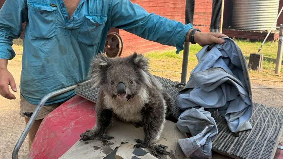 Australia’s Hottest Towns Near 50°C as Heat Wave, Wildfires and Power Cuts Ravage Victoria