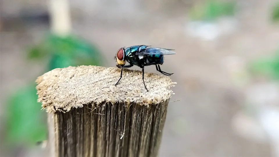 Gov. Abbott Declares Statewide Disaster to Stop Screwworm Fly, Boosts $750M USDA Partnership