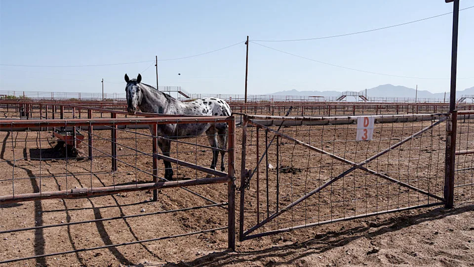 Gov. Abbott Declares Statewide Disaster to Stop Screwworm Fly, Boosts $750M USDA Partnership
