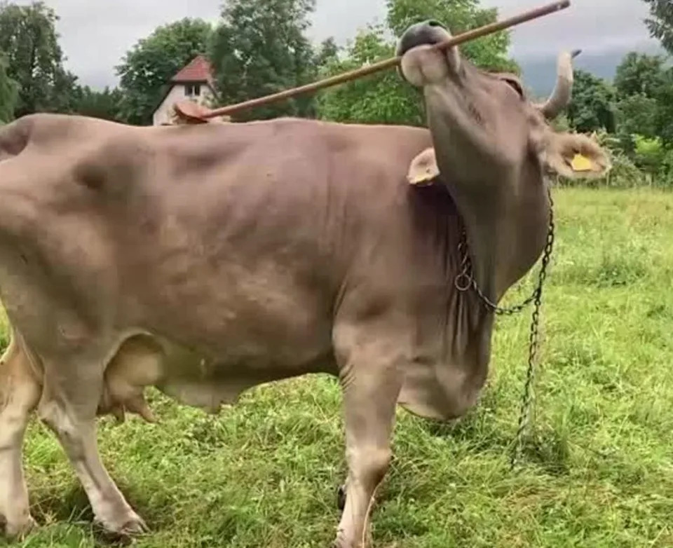 Veronika the Cow: First Confirmed Case of Intentional Tool Use in Cattle