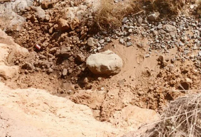 Cold Case Closed: Fingerprints On Coca‑Cola Can And DNA Genealogy Solve 1984 Murder Of Dorothy 