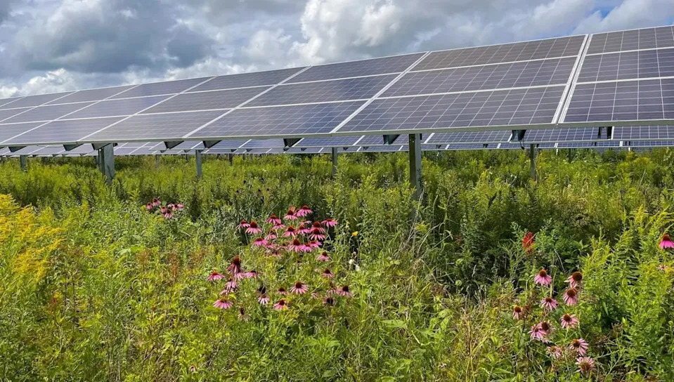Solar Farm Nurtures Rare Mojave Plant: Study Shows ‘Ecovoltaics’ Can Boost Biodiversity