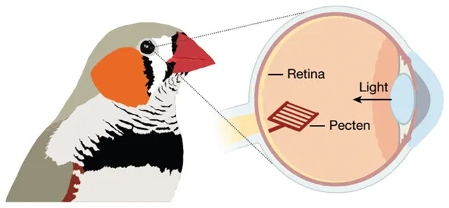 How Birds' Retinas Work Without Blood: The Pecten Oculi’s Secret