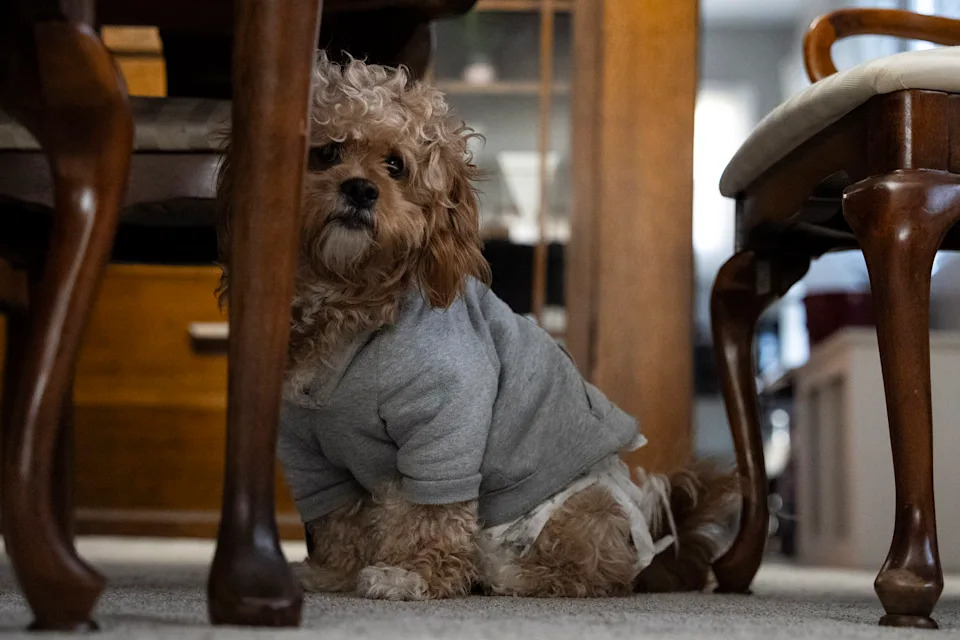 Minneapolis Family Hides Amid Immigration Sweep, Parents Miss Daughter’s Graduation