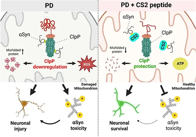 Researchers Reveal How Alpha‑Synuclein Damages Mitochondria — New Peptide CS2 Restores Neuronal Function in Parkinson’s Models