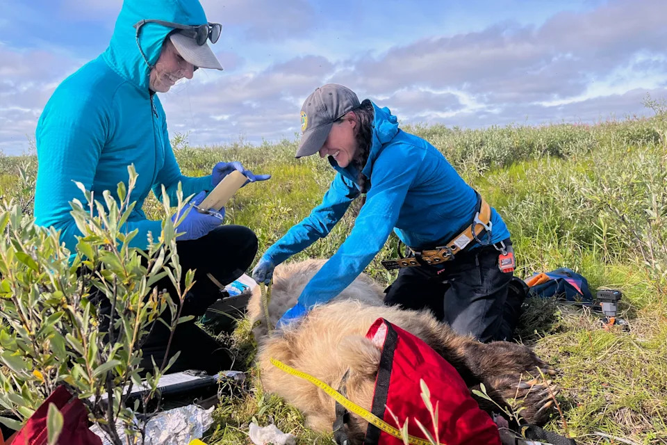 Collar Cams Offer a Rare First‑Person Look at Grizzlies on Alaska’s North Slope