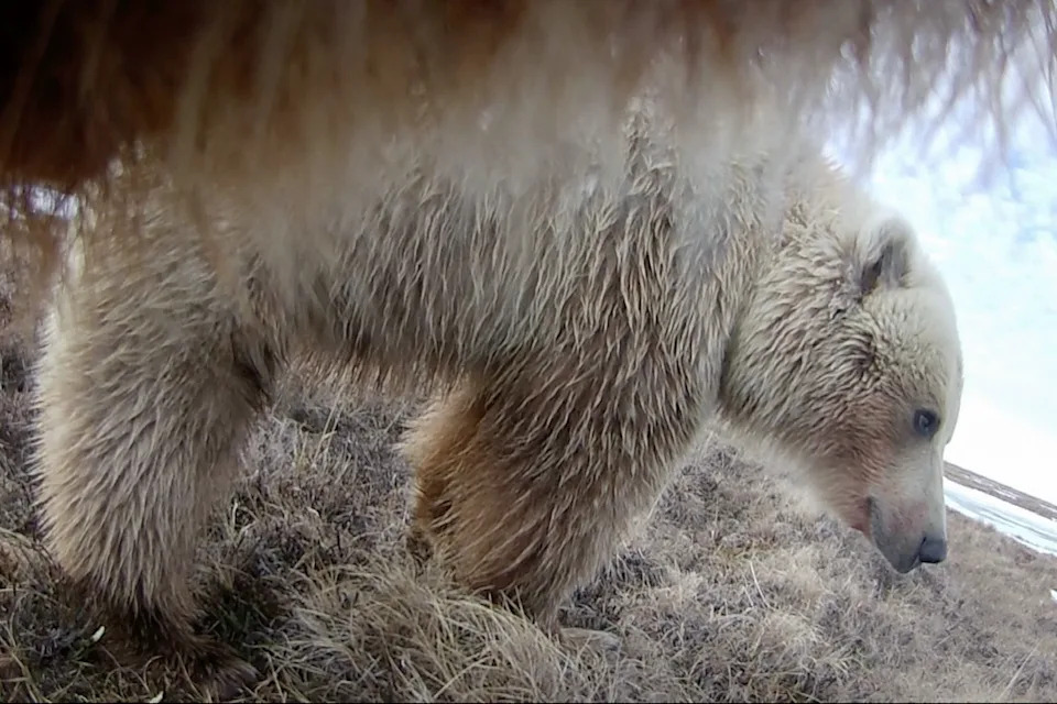 Collar Cams Offer a Rare First‑Person Look at Grizzlies on Alaska’s North Slope