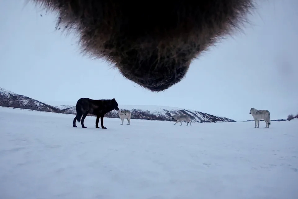Collar Cams Offer a Rare First‑Person Look at Grizzlies on Alaska’s North Slope