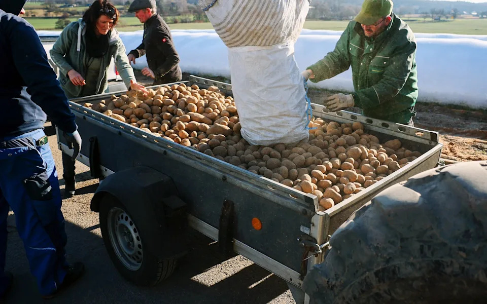 Besplatan krompir u Berlinu: farma kod Leipciga poklonila 4.000 tona posle rekordnog roda