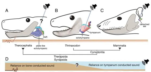 250-Million-Year-Old Fossil Sheds New Light on the Origins of Mammal Hearing