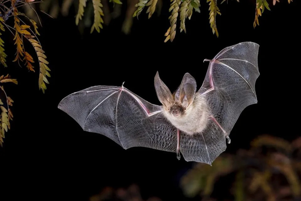 How Bats’ “Acoustic Flow” Could Teach Drones to Fly Through Forests and Cities
