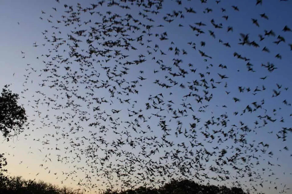 How Bats’ “Acoustic Flow” Could Teach Drones to Fly Through Forests and Cities