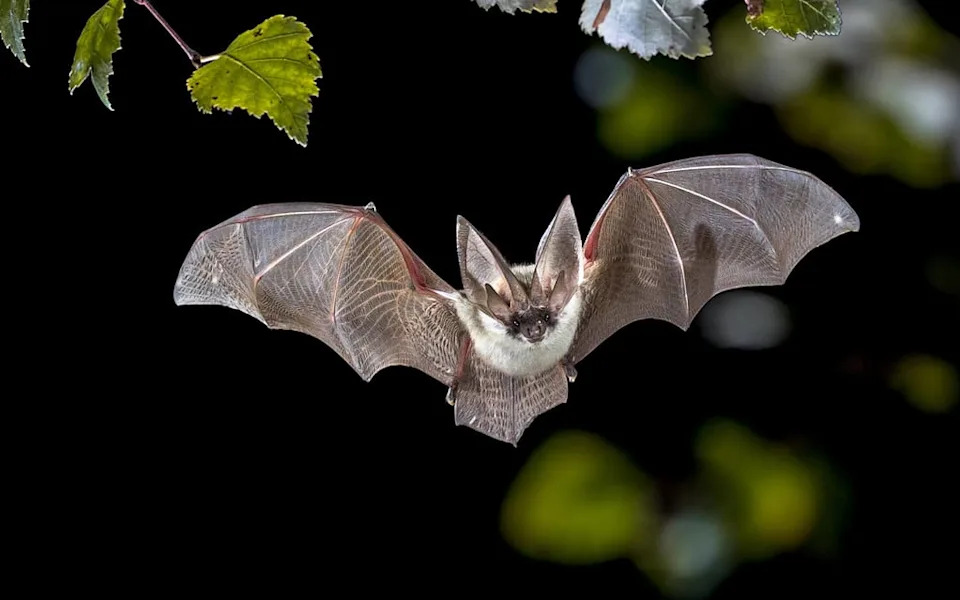 How Bats’ “Acoustic Flow” Could Teach Drones to Fly Through Forests and Cities