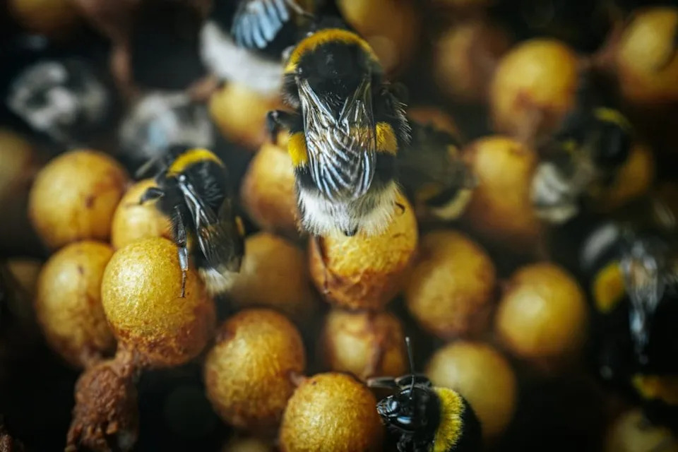 Do Bees Have Hobbies? Inside the Study Where Bumblebees Rolled Wooden Balls