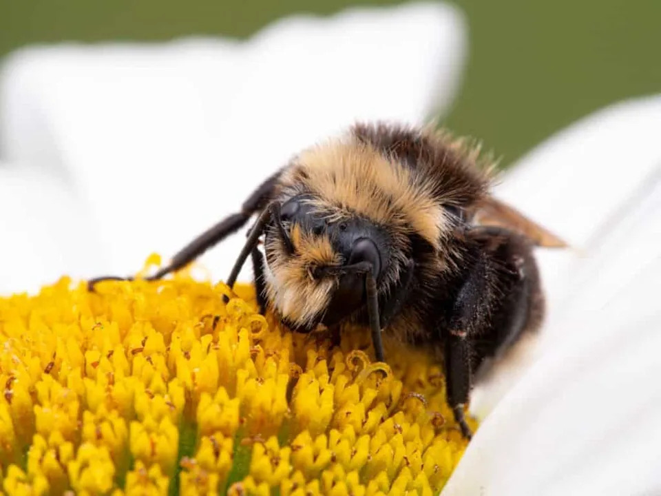 Do Bees Have Hobbies? Inside the Study Where Bumblebees Rolled Wooden Balls