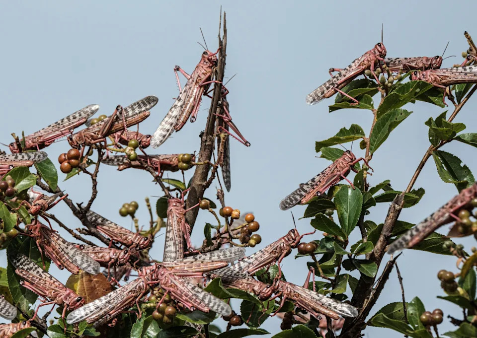Protein-Rich Crops May Deter Locust Swarms — Senegal Field Trials Show Promise