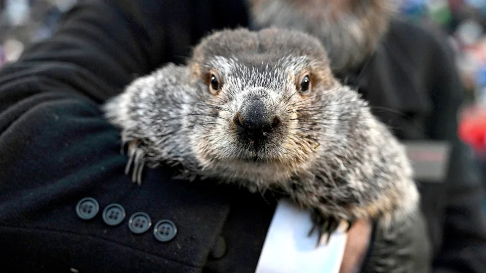 Bipartisan Backlash After PETA Calls To Retire Punxsutawney Phil — Officials Defend Beloved Tradition