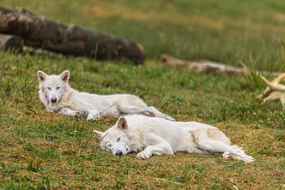 Colossal BioVault: Colossal Biosciences and UAE Build a ‘Modern-Day Noah’s Ark’ for Endangered Species