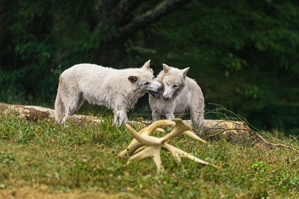 Colossal BioVault: Colossal Biosciences and UAE Build a ‘Modern-Day Noah’s Ark’ for Endangered Species