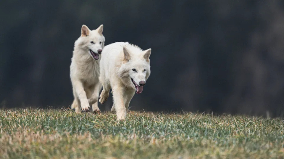 Colossal BioVault: Colossal Biosciences and UAE Build a ‘Modern-Day Noah’s Ark’ for Endangered Species
