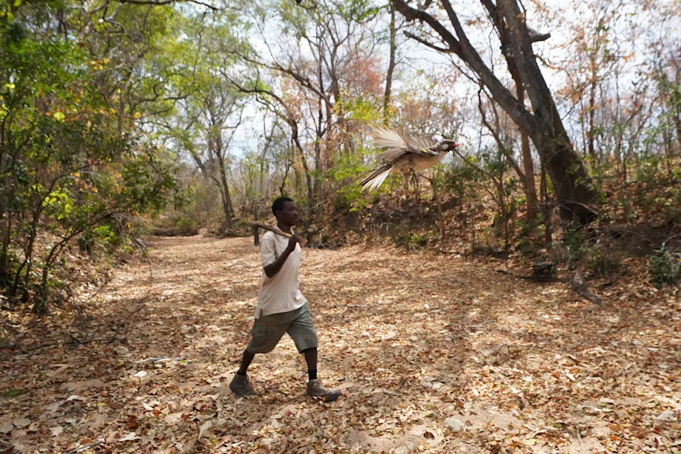 Mozambique Honey Hunters and Honeyguides Use Distinct Local Dialects to Find Bee Nests