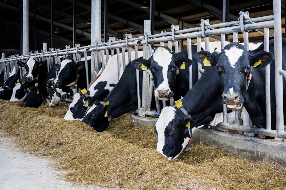 How a Simple Fridge Could Unlock Modern Dairy Breeding for Small Farmers