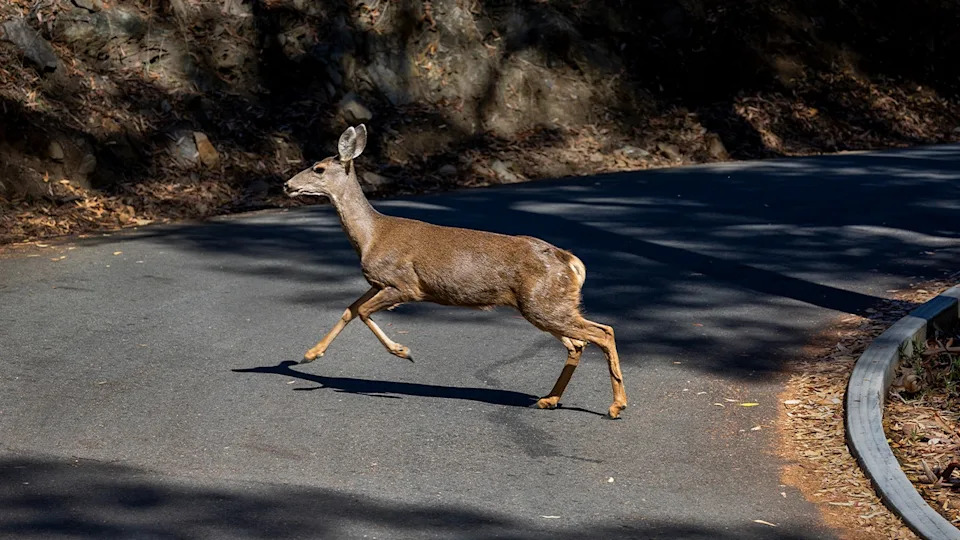 California Approves Ground-Based Sharpshooter Plan To Remove Invasive Deer From Catalina Island