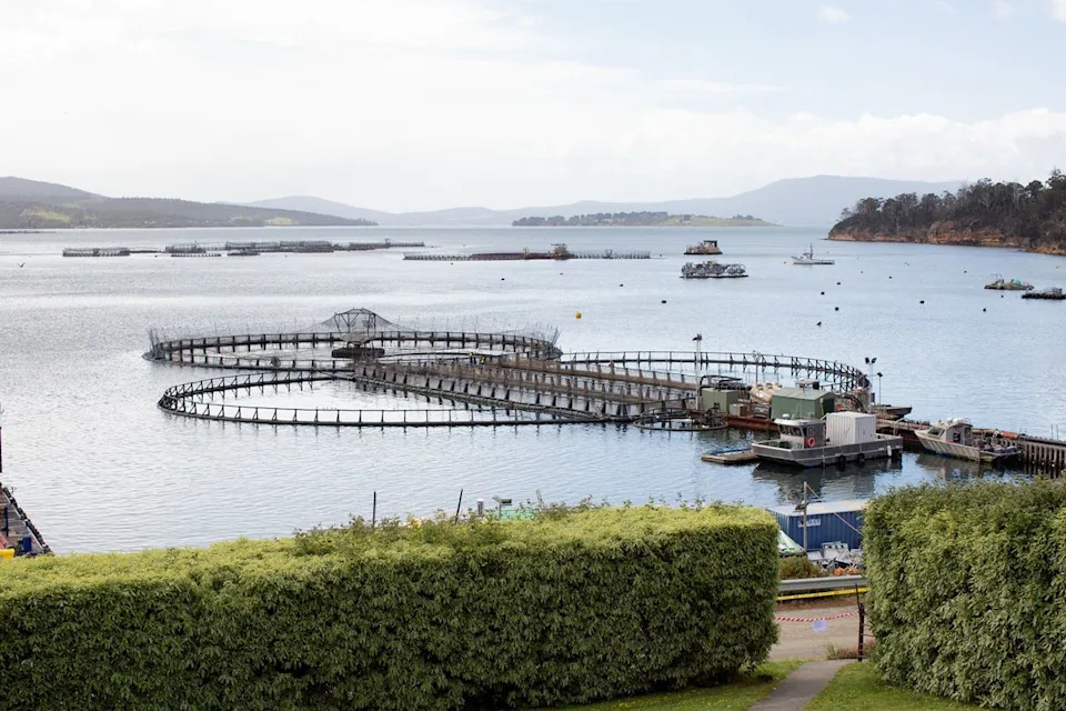 Over 4 Million Farmed Salmon Died in Tasmania in 2025 — EPA Data Reveals Causes and Calls for Stronger Oversight
