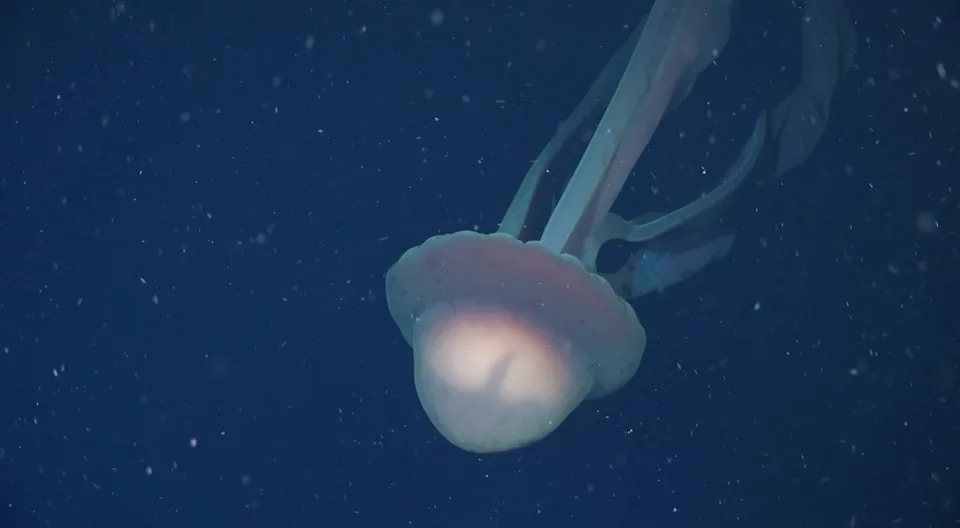 Watch: Bus-Sized 'Phantom' Jellyfish Filmed 820 Feet Below Argentina — Rare Deep‑Sea Discovery
