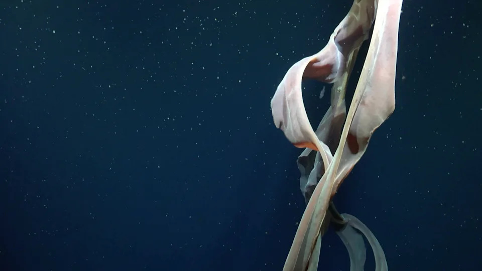 Watch: Bus-Sized 'Phantom' Jellyfish Filmed 820 Feet Below Argentina — Rare Deep‑Sea Discovery