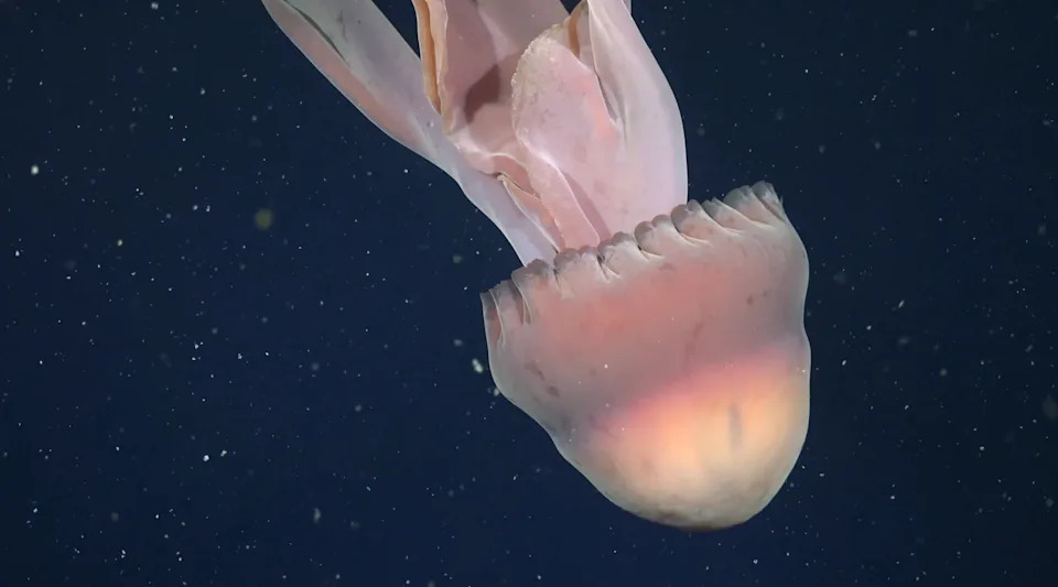 Watch: Bus-Sized 'Phantom' Jellyfish Filmed 820 Feet Below Argentina — Rare Deep‑Sea Discovery