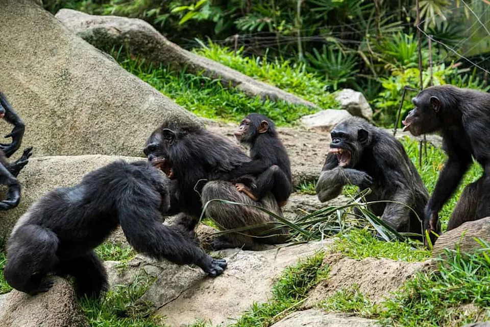 What Chimpanzees Teach Us About Cooperation, Conflict, and Leadership