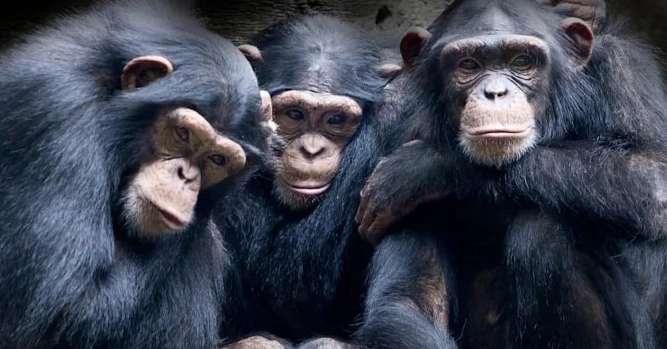 What Chimpanzees Teach Us About Cooperation, Conflict, and Leadership