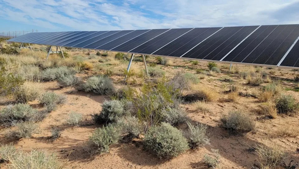 Solar Farms Can Shelter Rare Desert Plants — How the Gemini Project Boosted the Threecorner Milkvetch